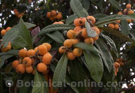 mature loquats