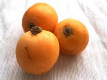 loquats