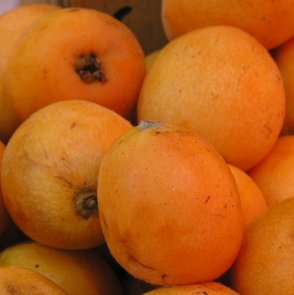 Loquat fruits