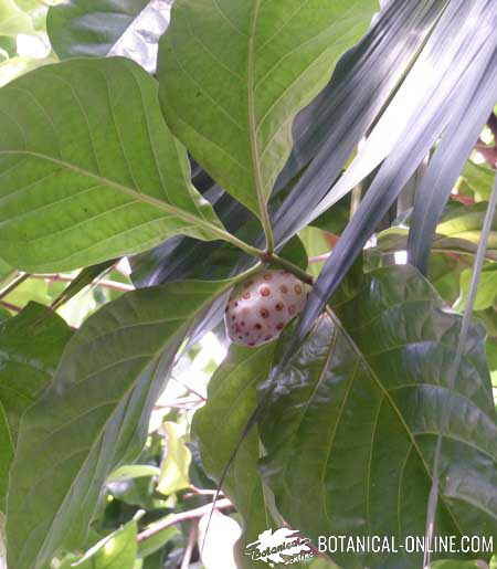 noni fruit and leaves 