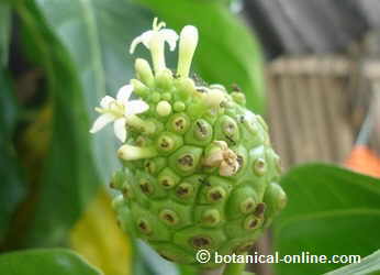 noni flowers