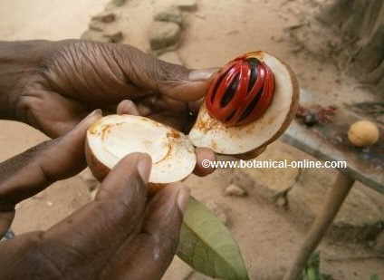 Photography of a transversely open nutmeg.