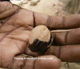 nutmeg seed