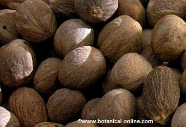 Photo of nutmeg