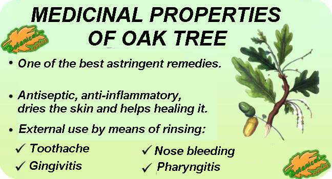 medicinal properties of oak