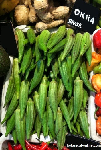 Okra in an European market stall