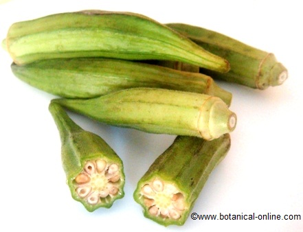 Okra