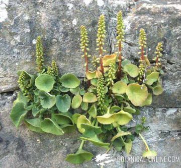 navelwort