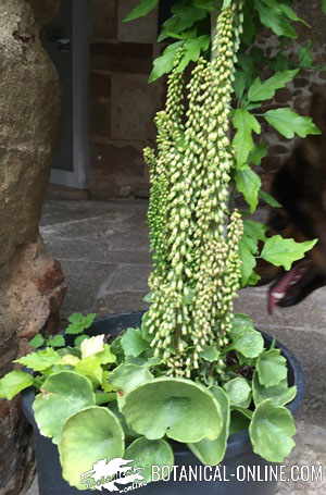 Navelwort with its floral spike 