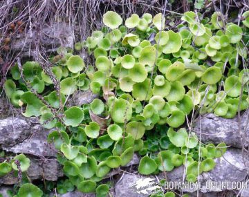 navelwort