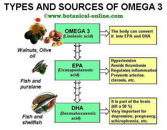 Types of omega 3 ALA, EPA, DHA, and their sources