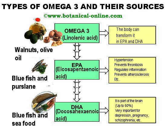 Tipos de omega 3 ALA, EPA, DHA, y sus fuentes