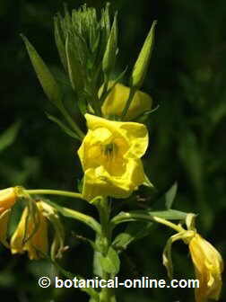 Oenothera biennis