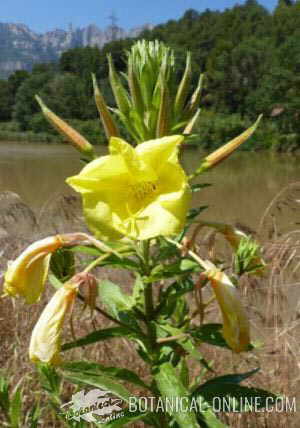 Evening primrose flower