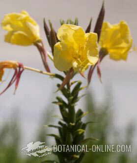  primrose flowers