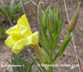 Evening primrose plant