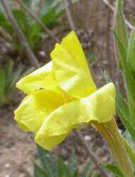 Primrose flower