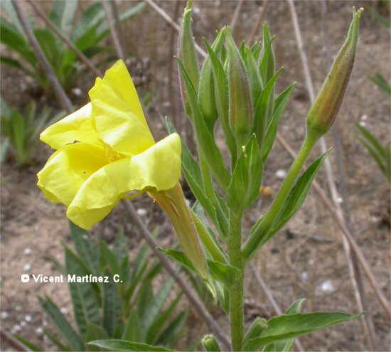 Oenothera biennis