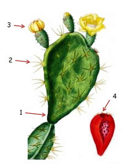 Prickly pear parts