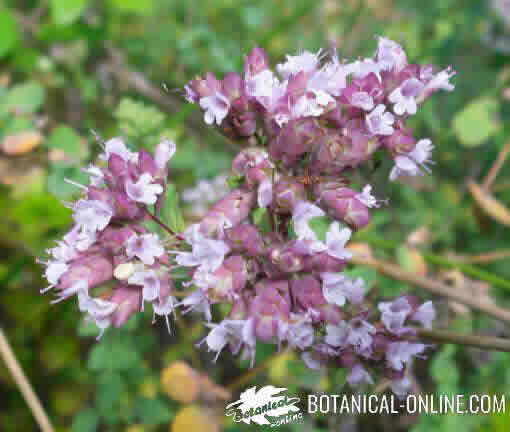 oregano inflorescences