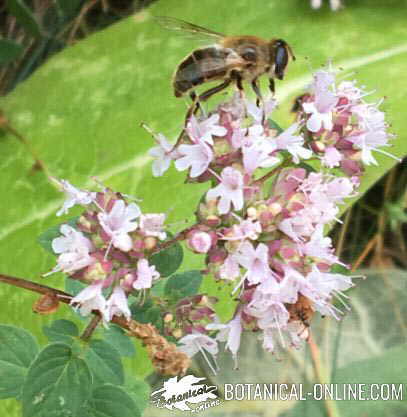 oregano flowers