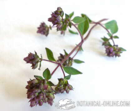 marjoram flowers