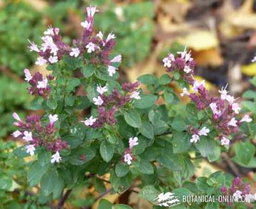 wild marjoram 