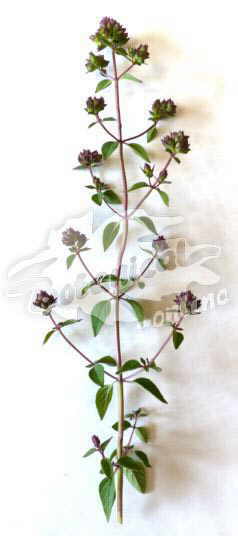 oregano plant