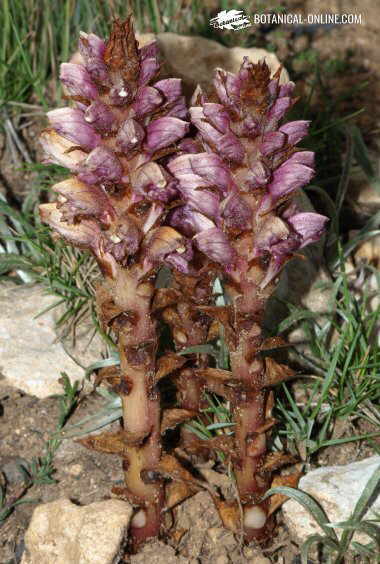 Photo Orobanche variegata