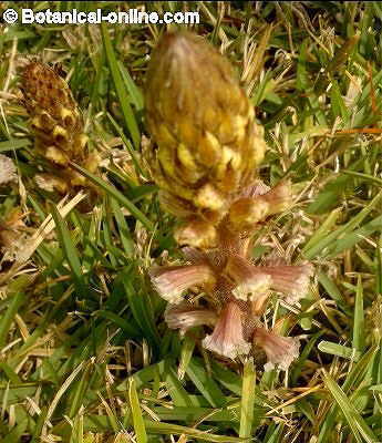 Broomrape (Orobanche sp)