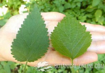 nettle white nettle dioica difference leaves