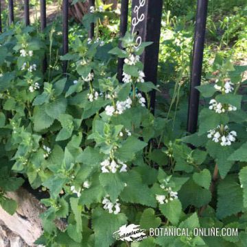 White nettles growing next to a garden fence