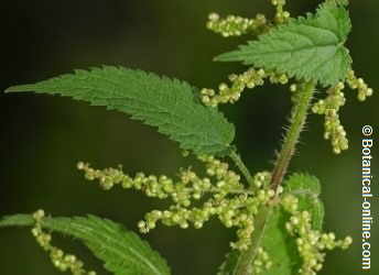 Nettle plant