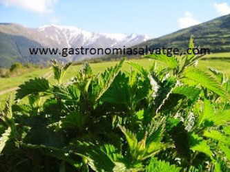 Nettle leaves