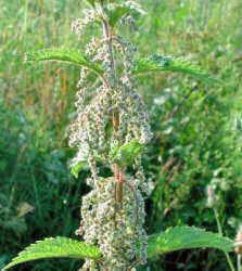 nettle for arteriosclerosis