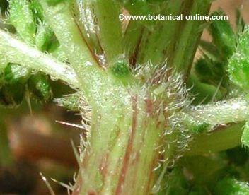 Stinging hairs of nettle