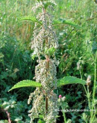 nettle flowers