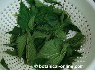 washed nettles