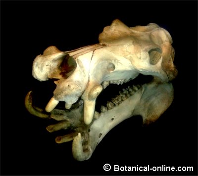 Mammal teeth – Botanical online
