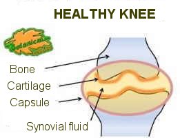 healthy knee