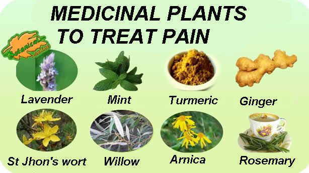 Medicinal plants to treat pain
