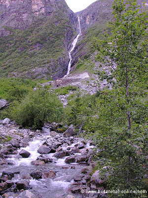stream from the mountain