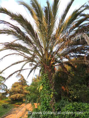 Date palm