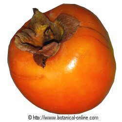 PERSIMMON