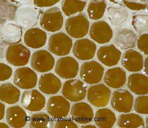 honeycomb, with honey