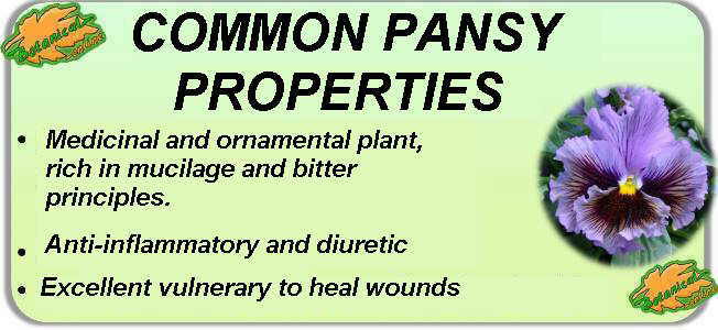 Main medicinal properties of common pansy.