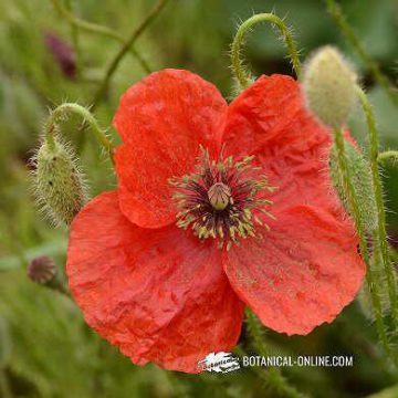 red poppy