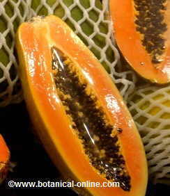 Open fruit of papaya