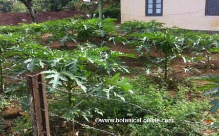 Papayas growing in a field