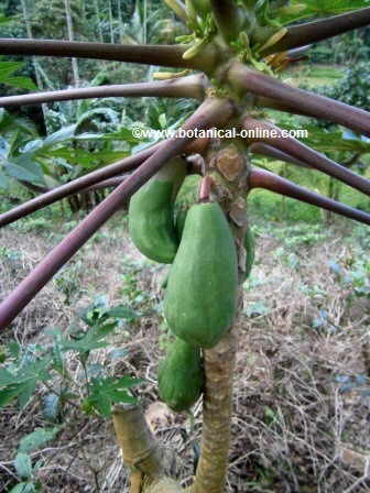 Photo of some papayas in a papaya tree 